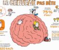 le cerveau